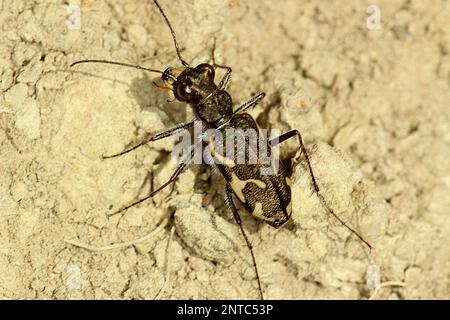 Tigerkäfer (Neocicindela tuberculata) Stockfoto