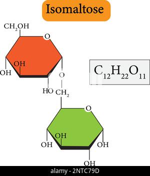 Isomaltose ist ein einfaches Kohlenhydrat, ein Disaccharid, das aus zwei Glucosemolekülen besteht, die mit einer alpha (1,6)-Glykosidbindung verbunden sind [1,2]. Stock Vektor