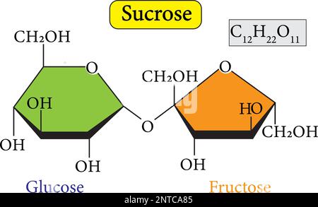 Saccharose oder Saccharose ist ein Disaccharid, das aus Glucose und Fructose besteht Stock Vektor