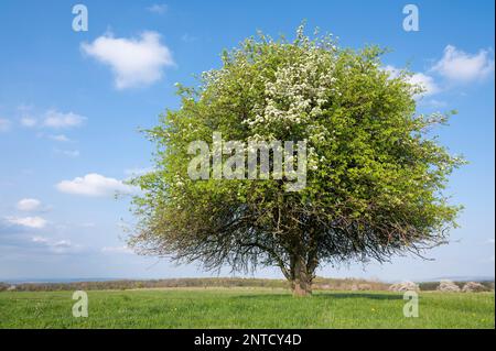 Europäische Birne (Pyrus communis), Einzelhaft, blühend, blauer Himmel und weiße Wolken, Thüringen, Deutschland Stockfoto