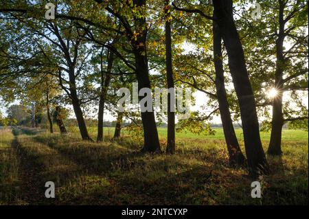 Englische Eichen (Quercus robur), Waldweg, im Herbst, mit Hintergrundbeleuchtung von sunstar, Niedersachsen, Deutschland Stockfoto