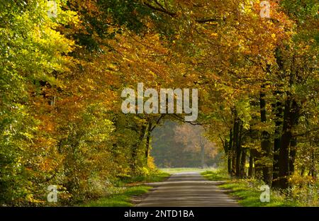 Bauernhof gesäumt mit Buchen (Fagus) Bäumen, Herbst Stockfoto