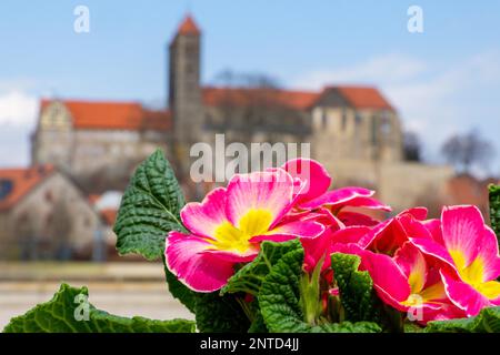 Blick auf die Burg Quedlinburg im Frühling Stockfoto