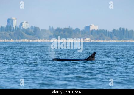 Biggs Killerwale, Orcinus Orca, Salish Sea, Vancouver, British Columbia, Kanada, Pazifik Stockfoto