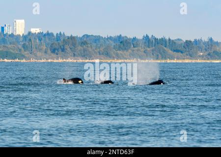 Biggs Killerwale, Orcinus Orca, Salish Sea, Vancouver, British Columbia, Kanada, Pazifik Stockfoto