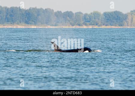 Biggs Killerwale, Orcinus Orca, Salish Sea, Vancouver, British Columbia, Kanada, Pazifik Stockfoto