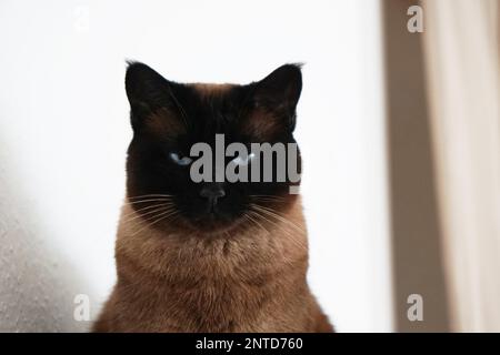 Wachsame siamesische Katze mit verengten Augen und bedrohlichem Blick Stockfoto