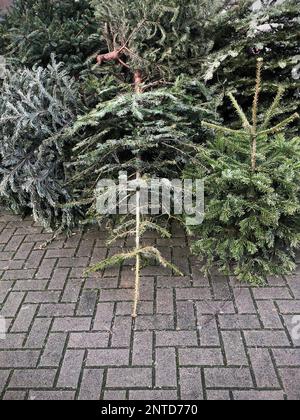 Weggeworfene weihnachtsbäume, die zur Müllbeseitigung in Deutschland auf Gehwegen gestapelt wurden Stockfoto