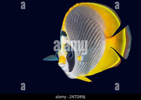 Panda Butterflyfish, Chaetodon adiergasto, Tulamben, Bali, Indonesien, Pazifik Stockfoto