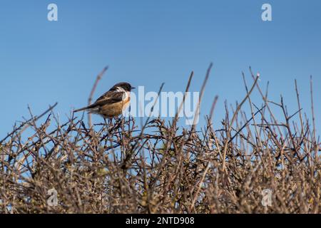 Steinechat (Saxicola rubicola) Gelegen in einer Hecke bei Hope Gap in der Nähe von Seaford Stockfoto