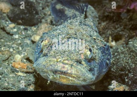 Plainfin midshipman, Porichthys notatus, Howe Sound, Britisch-Kolumbien, Pazifik Stockfoto