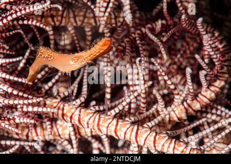 Donalds-Ente-Garnelen, Leander plumosus, Tulamben, Bali, Indonesien, Pazifik Stockfoto