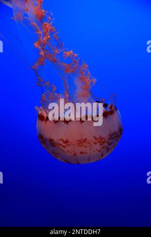 Gelee mit lila Streifen, Monterey, Kalifornien, Nordamerika, USA (Chrysaora Colorata) Stockfoto