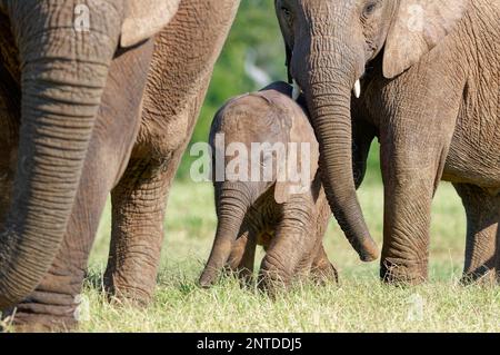 Afrikanische Buschelefanten (Loxodonta africana), männlicher Baby-Elefant mit jungen Spaziergängern in der Herde, Addo Elephant National Park, Ostkap, Südafrika Stockfoto