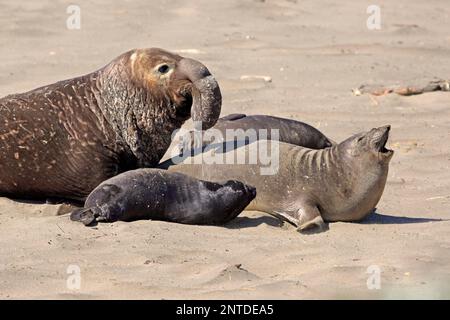 Northern Elephant Seal (Mirounga angustirostris), erwachsenes Paar mit jungen, Piedras Blancas Rookery, San Simeon, San Luis Obispo County, Kalifornien Stockfoto