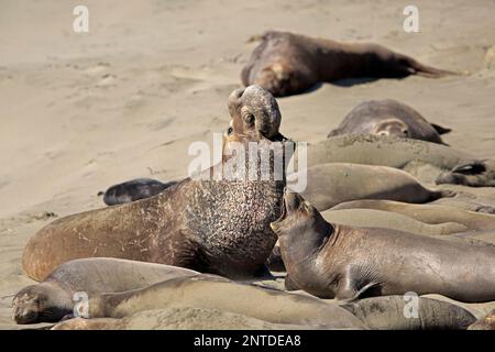 Northern Elephant Seal (Mirounga angustirostris), erwachsenes Paar, Piedras Blancas Rookery, San Simeon, San Luis Obispo County, Kalifornien, Norden Stockfoto