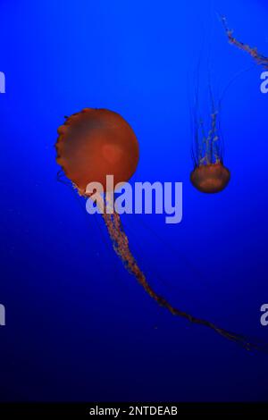 Seekesseln, Monterey, Kalifornien, Nordamerika, USA (Chrysaora fuscescens) Stockfoto