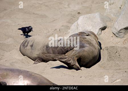 Nördlicher Elefantenseehund (Mirounga angustirostris), weiblich mit jungen Tieren, Piedras Blancas Rookery, San Simeon, San Luis Obispo County, Kalifornien, Norden Stockfoto