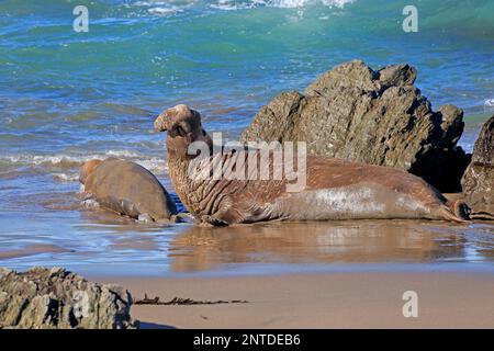 Northern Elephant Seal (Mirounga angustirostris), erwachsenes Paar, Piedras Blancas Rookery, San Simeon, San Luis Obispo County, Kalifornien, Norden Stockfoto