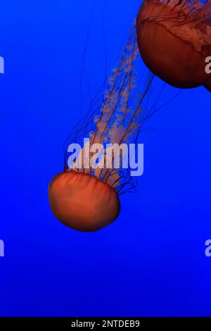 Seekesseln, Monterey, Kalifornien, Nordamerika, USA (Chrysaora fuscescens) Stockfoto