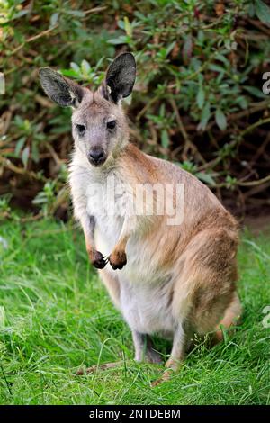 Östliches Wallaroo (Macropus robustus), Erwachsener, Phillip Island, Gippsland, Victoria, Australien Stockfoto