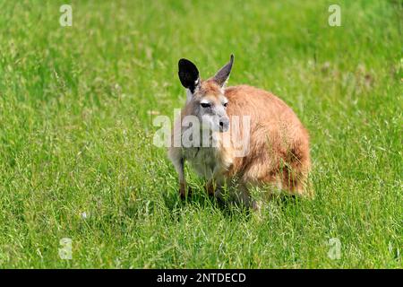 Östliches Wallaroo (Macropus robustus), Erwachsener, Phillip Island, Gippsland, Victoria, Australien Stockfoto