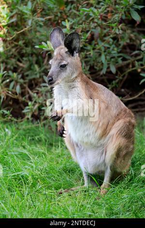 Östliches Wallaroo (Macropus robustus), Erwachsener, Phillip Island, Gippsland, Victoria, Australien Stockfoto