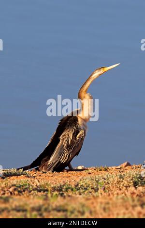 Australasischer Dartdarter (Anhinga novaehollandiae), Erwachsener am Wasser, Sturt-Nationalpark, New South Wales, Australien Stockfoto