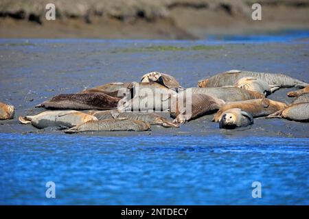 Gemeinsames Meer, Erwachsene Gruppe an Land, Elkhorn Slough, Monterey, Kalifornien, Nordamerika, USA (Phoca vitulina) Stockfoto