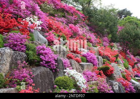 Prächtige azaleabgesicherte Hügellandschaft im Frühling Stockfoto