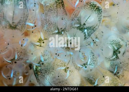 Colonial Tunicates, Clavelina sp., Padang Bai, Bali, Indonesien, Pazifik Stockfoto