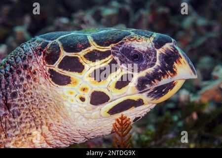 Hawksbill Turtle, Eretmochelys imbricata, crtically Endangered, Padang Bai, Bali, Indonesien, Pazifik Stockfoto