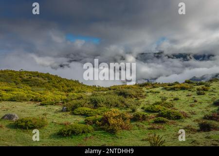 Paul da Serra Plateau, Madeira, Portugal Stockfoto