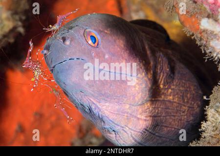 Yellowmargin Moray, Gymnothorax flavimarginatus, wird gereinigt von Clear Cleaner Shrimp, Urocaridella sp., Tulamben, Bali, Indonesien, Pazifik Stockfoto