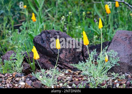 Geschlossene Mohnblumen, die mit Morgentau bedeckt sind, warten auf warme Temperaturen und Sonnenschein, bevor sie ihre Blütenblätter in Arizona entfalten Stockfoto