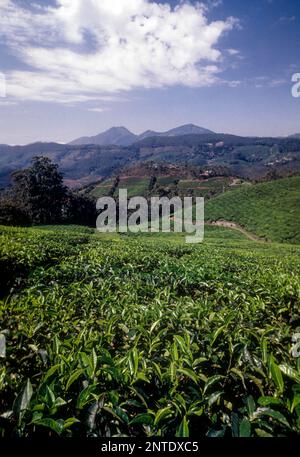 Teegärten in Rajamalai, Munnar, Kerala, Indien, Asien Stockfoto