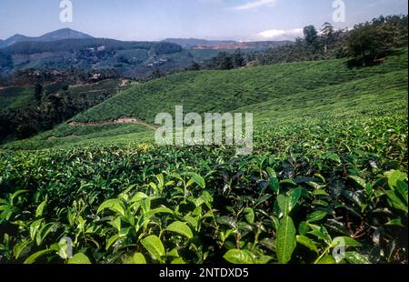 Teegärten in Rajamalai, Munnar, Kerala, Indien, Asien Stockfoto