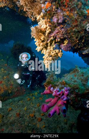 Rosafarbener Schlauchschwamm und Taucher, Baia Sardinien, rosafarbener Flaschenschwamm (Haliclona mediterranea), Europa, Mittelmeer, Italien Stockfoto