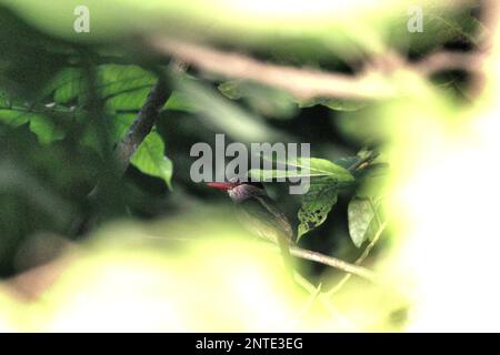 Ein Sulawesi Flieder Königsfisher (Cittura cyanotis) im Naturschutzgebiet Tangkoko, Nord-Sulawesi, Indonesien. Stockfoto