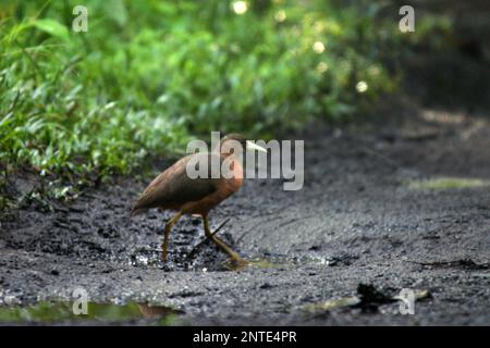 Ein isabellinischer Buschhuhn (Amaurornis isabellina) wandert auf einem Pfad im Naturschutzgebiet Tangkoko, North Sulawesi, Indonesien. Stockfoto