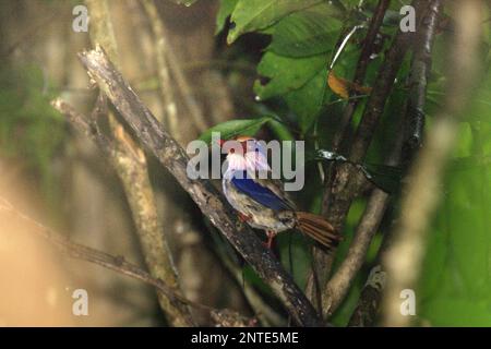 Ein Sulawesi Flieder Königsfisher (Cittura cyanotis) im Naturschutzgebiet Tangkoko, Nord-Sulawesi, Indonesien. Stockfoto