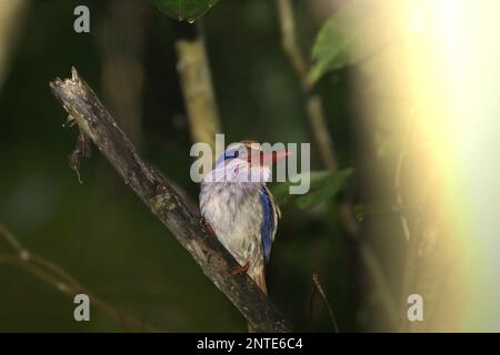 Ein Sulawesi Flieder Königsfisher (Cittura cyanotis) im Naturschutzgebiet Tangkoko, Nord-Sulawesi, Indonesien. Stockfoto