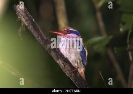 Ein Sulawesi Flieder Königsfisher (Cittura cyanotis) im Naturschutzgebiet Tangkoko, Nord-Sulawesi, Indonesien. Stockfoto