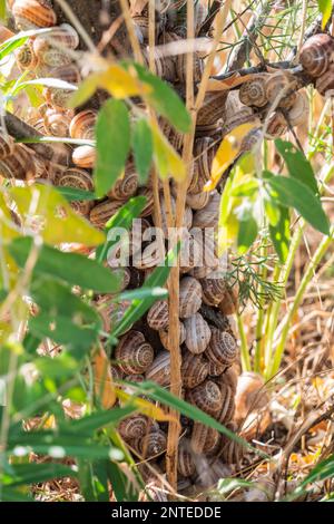 So viele Schnecken sitzen auf dem Busch Stockfoto