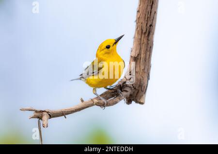 Prothonotarischer Wanderer, der während der Wanderungssaison auf einem Baum stand Stockfoto