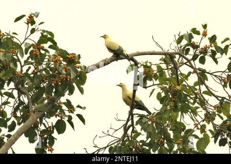 Zwei Individuen von Kaisertauben mit Silberspitze (Ducula luctuosa), einer Endemietaube nach Sulawesi, sitzen in der Nähe von Feigenfrucht in einem bewaldeten Gebiet nahe dem Berg Tangkoko und Duasudara in Bitung, Nord-Sulawesi, Indonesien. Stockfoto