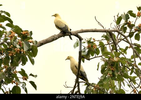 Zwei Individuen von Kaisertauben mit Silberspitze (Ducula luctuosa), einer Endemietaube nach Sulawesi, sitzen in der Nähe von Feigenfrucht in einem bewaldeten Gebiet nahe dem Berg Tangkoko und Duasudara in Bitung, Nord-Sulawesi, Indonesien. Stockfoto