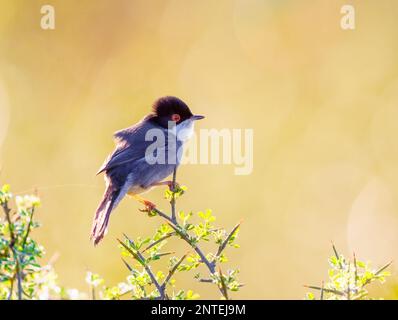 Sardianian Warbler hockte bei Sonnenaufgang auf einem Busch Stockfoto