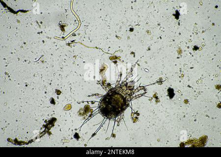 Bodenmikroorganismen wie Nematoden, Mikroarthropoden, Mikroarthropoden, Tardigrade und Rotoren eine Bodenprobe, Bodenpilze und Bakterien auf einem Regen Stockfoto
