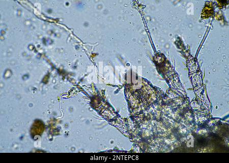Bodenmikroorganismen wie Nematoden, Mikroarthropoden, Mikroarthropoden, Tardigrade und Rotoren eine Bodenprobe, Bodenpilze und Bakterien auf einem Regen Stockfoto